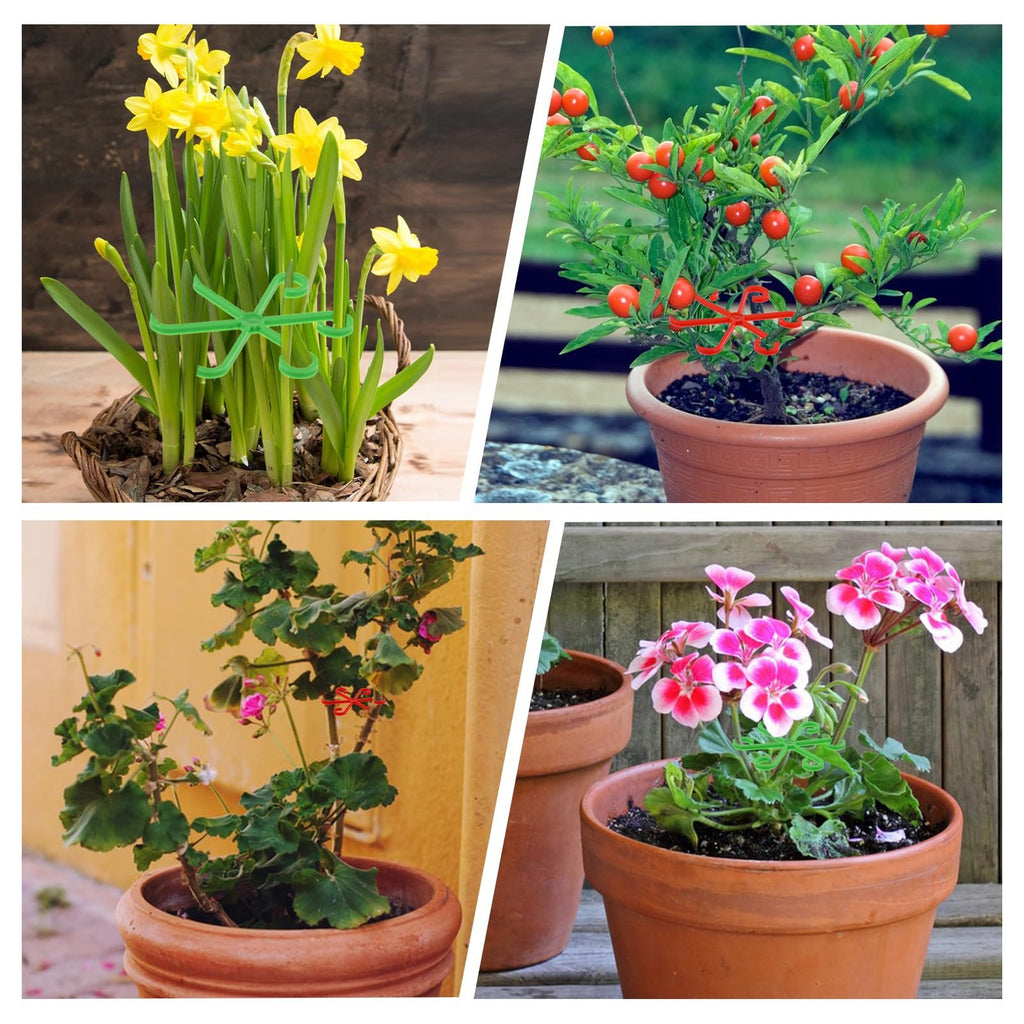 Climbing Houseplant Stem Supports - Perfect Growth Solution for Your Plants